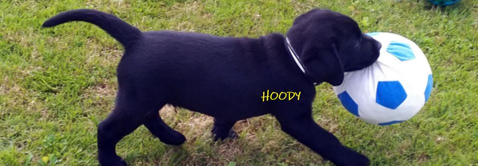 Vítej v rodině Hoody!